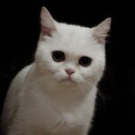 kocka-sama-doma-kolik-dni-bez-vas-vydrzi-odpoved-veterinaru.jpg
